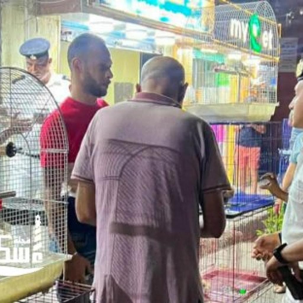 حملات مكثفة لإزالة الإشغالات وضبط الشارع في حي شرق الإسكندرية