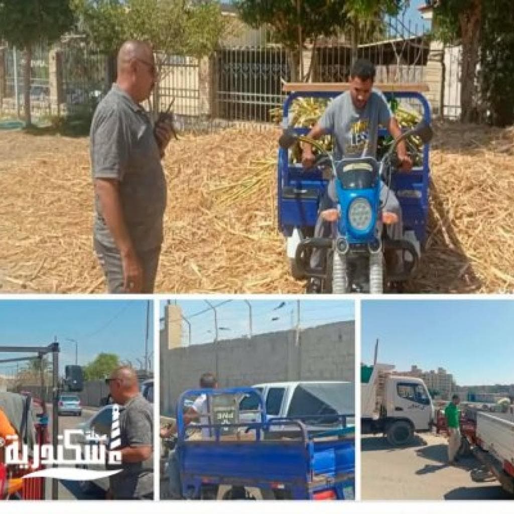 حي العجمي يواصل جهوده لمكافحة ظاهرة النباشين.. والتحفظ على ٤ تريسكل خلال حملة برئاسة رئيس الحى